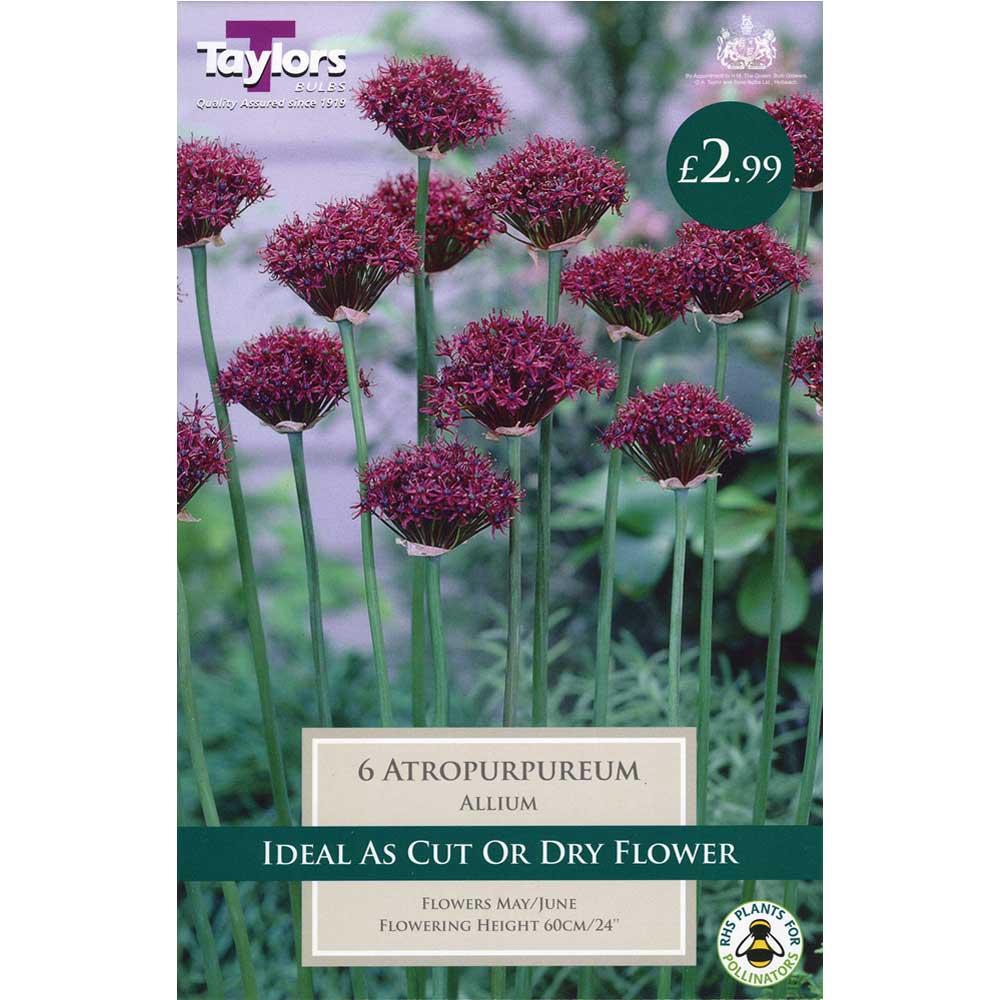 Allium Atropurpureum Bulbs