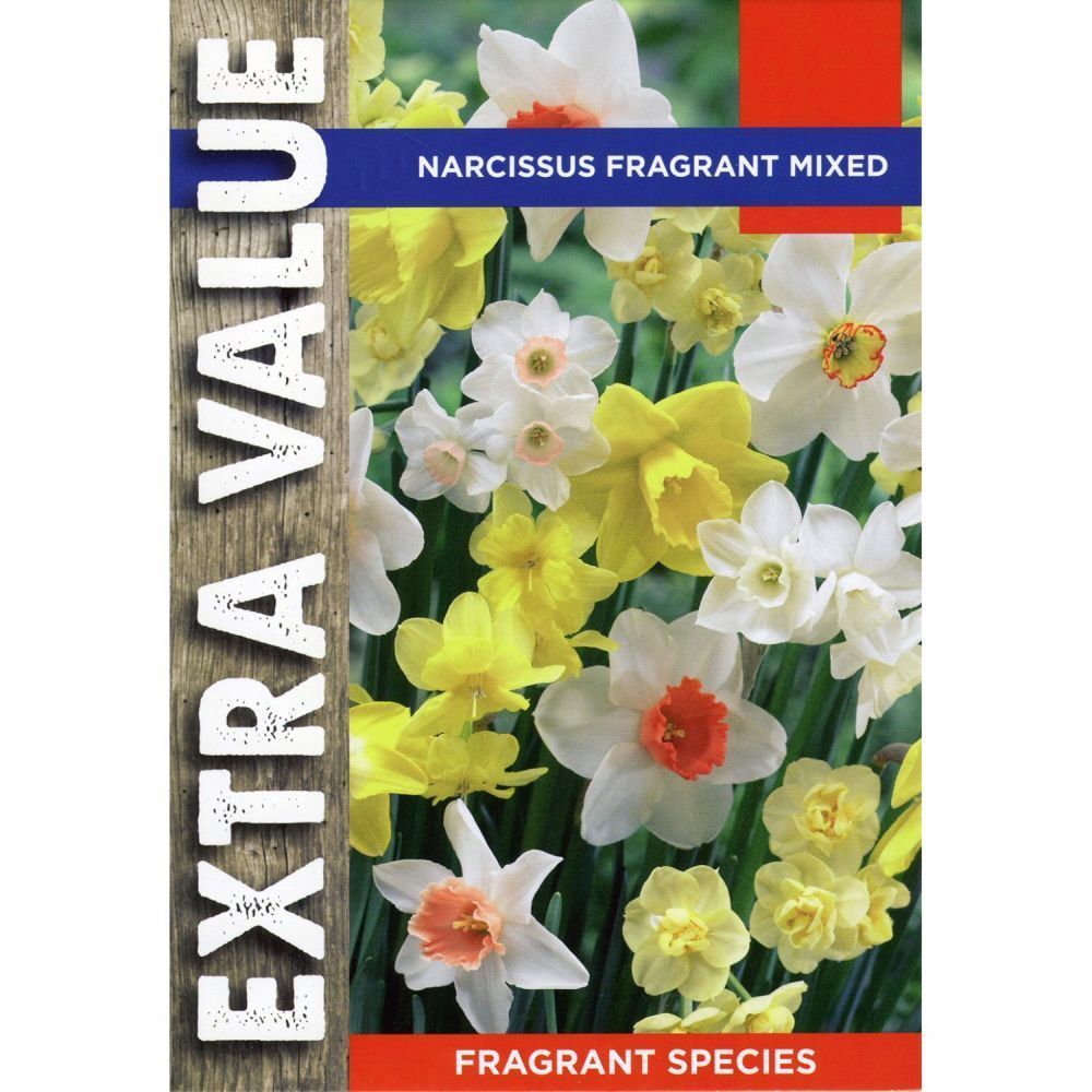 Narcissi Bulbs - Fragrant Mixed Species
