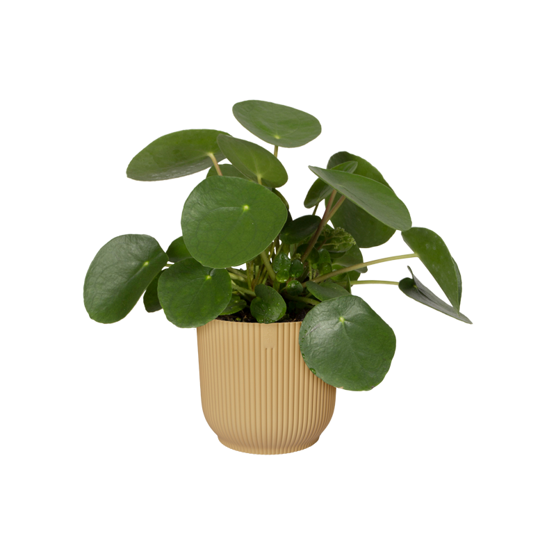 Vibes Fold Round Wheels 35cm Butter Yellow | Cornwall Garden Shop | UK