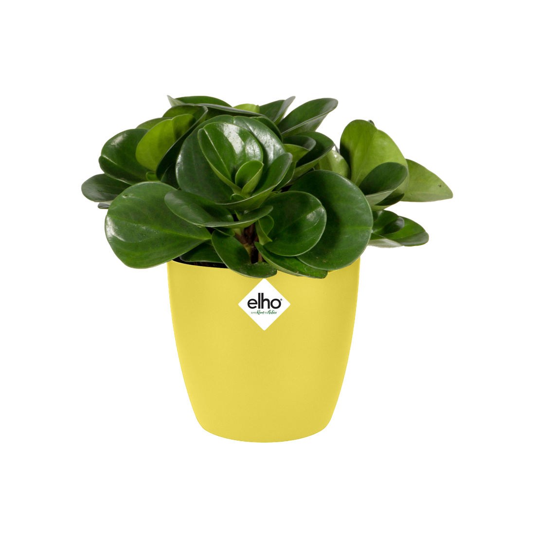 Brussels Round Mini 10.5cm Fresh Yellow | Cornwall Garden Shop | UK