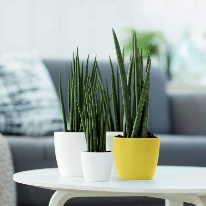 Brussels Round Mini 12.5cm Fresh Yellow | Cornwall Garden Shop | UK