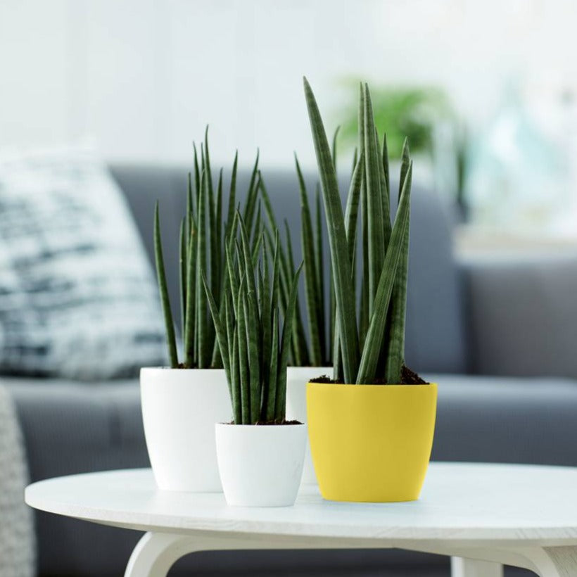 Brussels Round Mini 10.5cm Fresh Yellow | Cornwall Garden Shop | UK