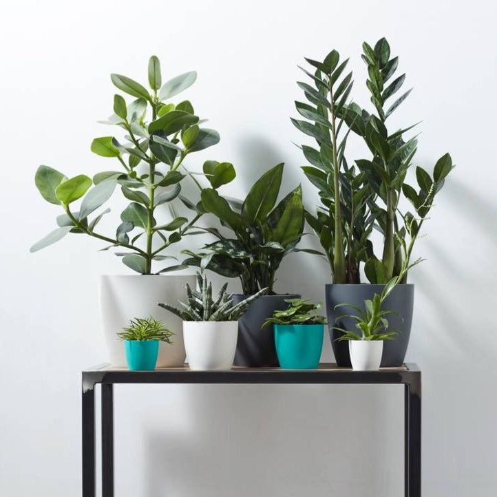 Brussels Round Mini 7cm Bright Turquoise | Cornwall Garden Shop | UK