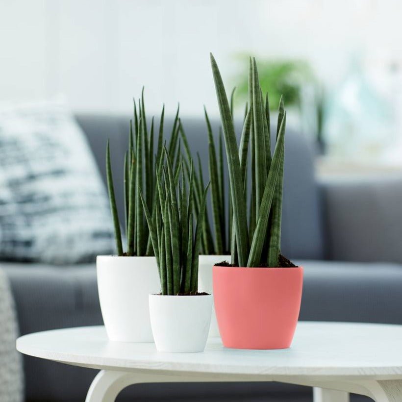 Brussels Round Mini 12.5cm Coral Pink | Cornwall Garden Shop | UK