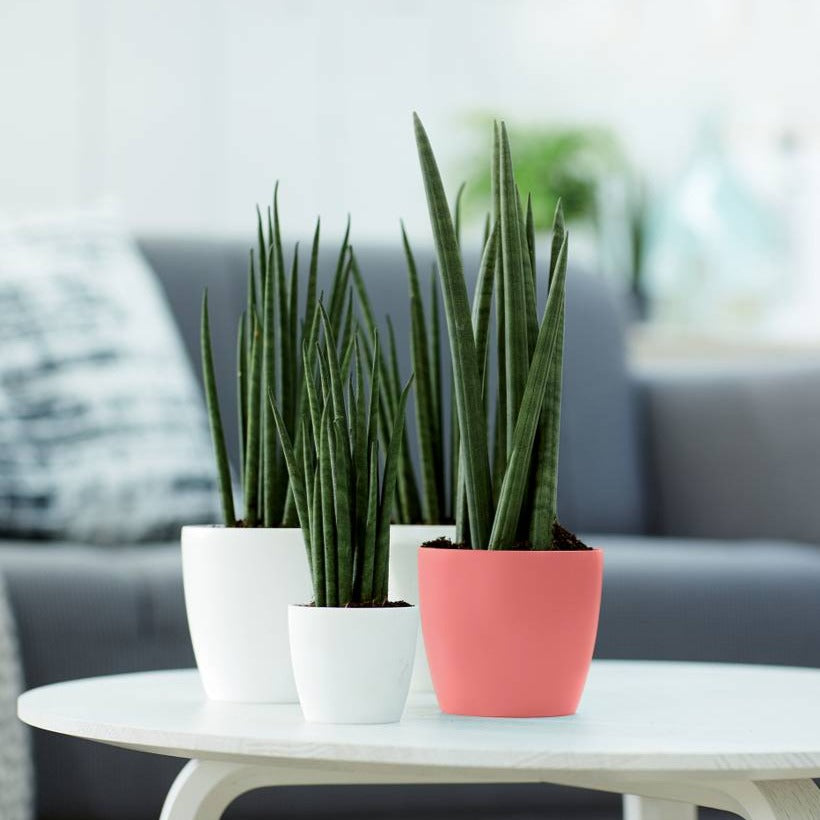 Brussels Round Mini 10.5cm Coral Pink | Cornwall Garden Shop | UK