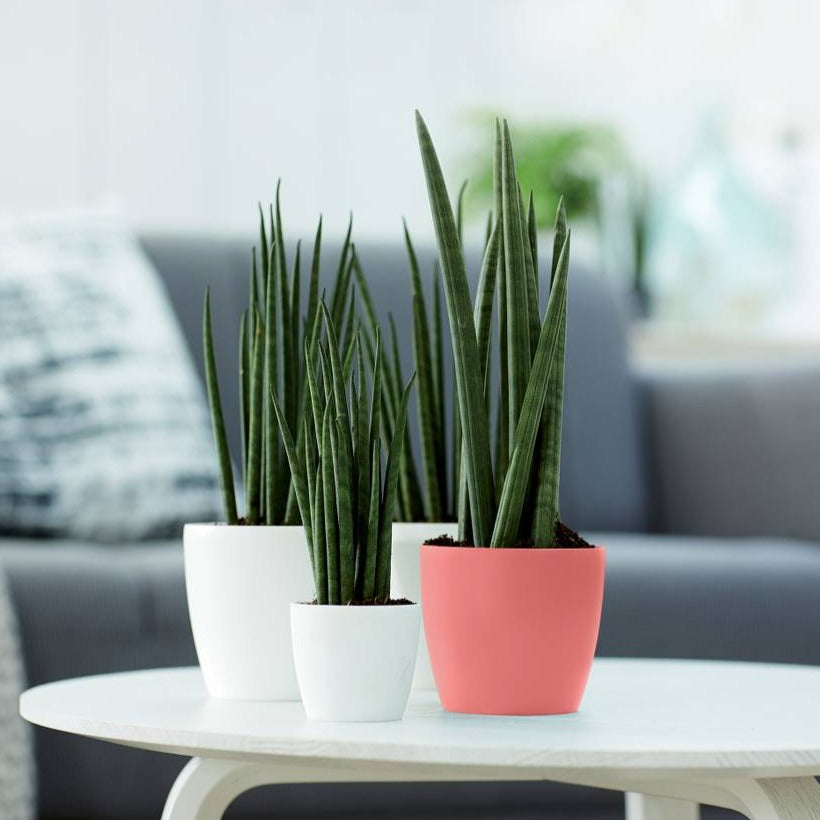 Brussels Round Mini 7cm Coral Pink | Cornwall Garden Shop | UK