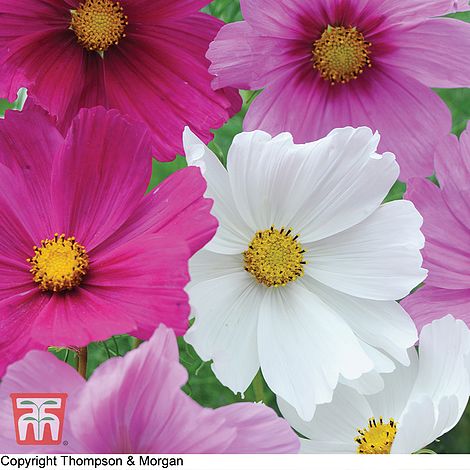 Cosmos Sonata Mixed Flower Seeds
