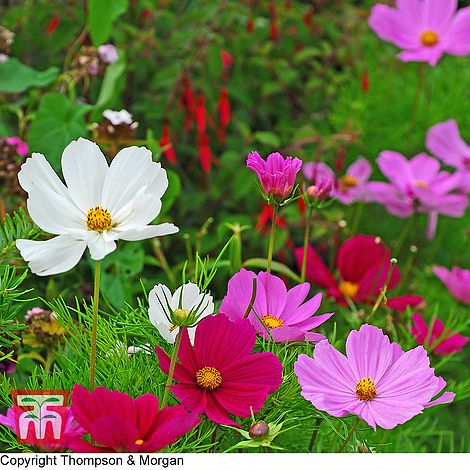 Cosmos Sonata Mixed Flower Seeds