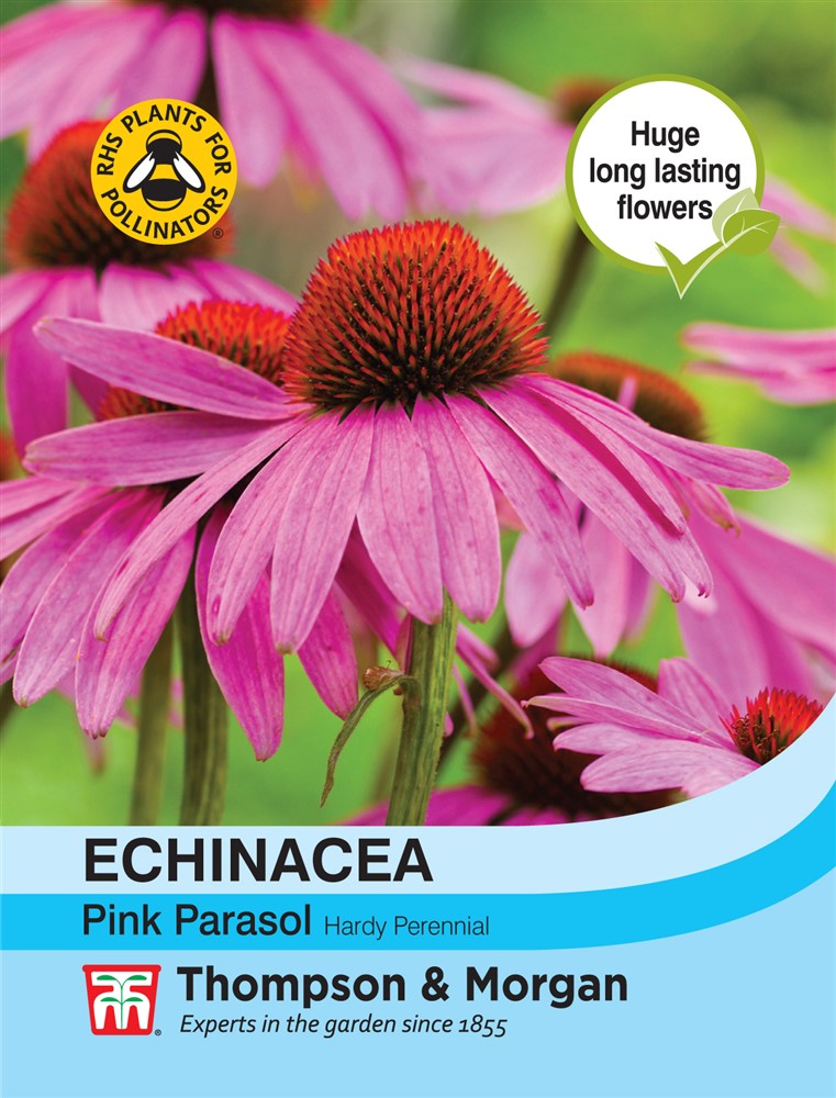 Echinacea Pink Parasol Flower Seeds