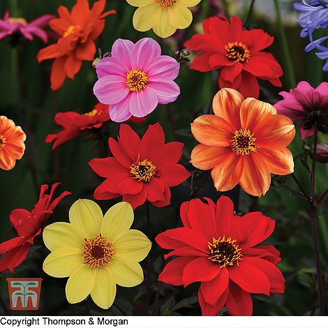 Dahlia Bishops Children Flower Seeds