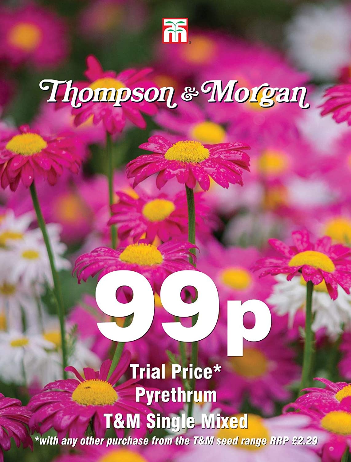 Pyrethrum T&M Single Mixed Flower Seeds