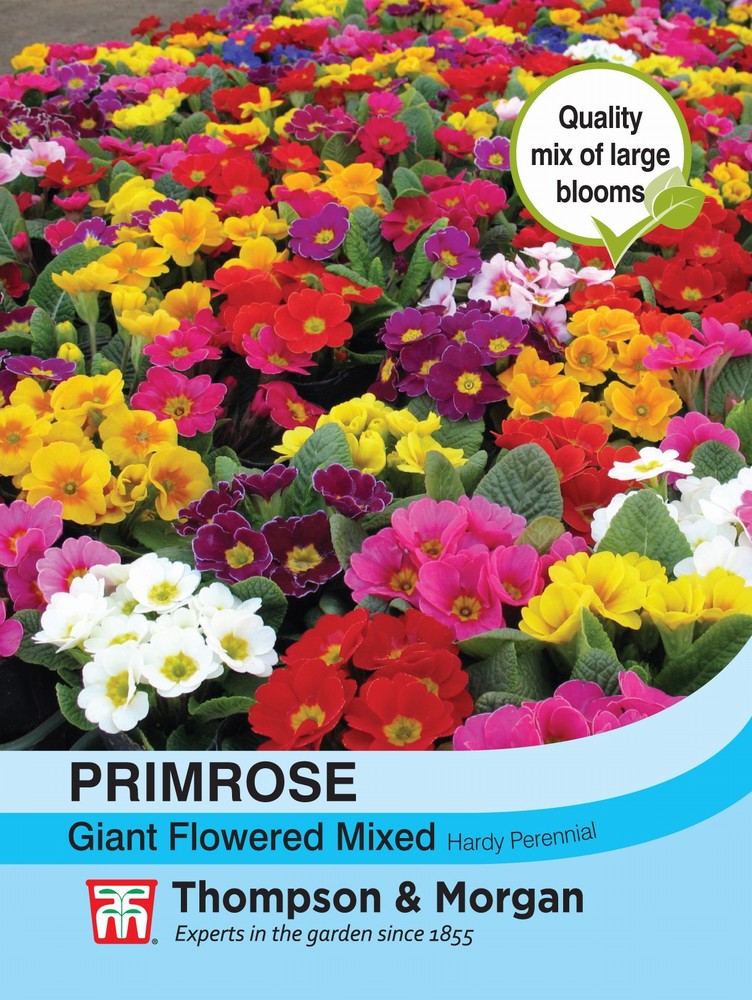 Primrose T&M Special