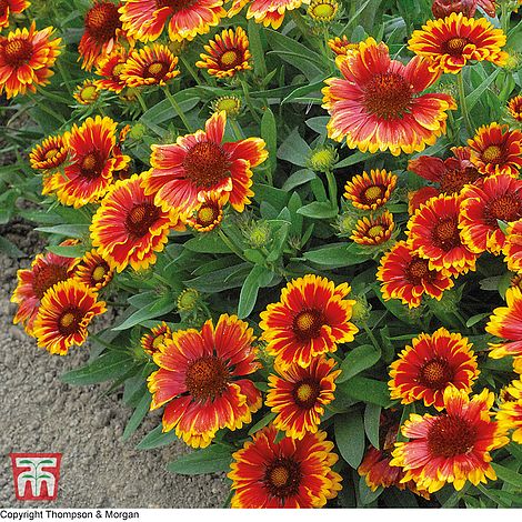 Gaillardia Goblin Flower Seeds