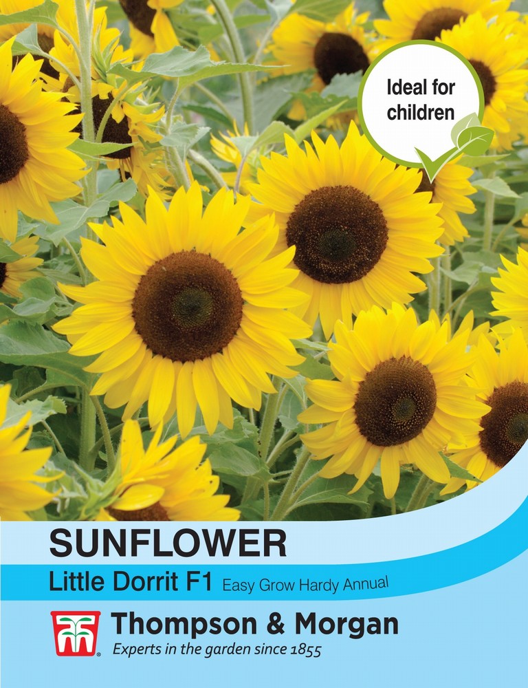 Sunflower Little Dorrit F1 Hybrid Flower Seeds