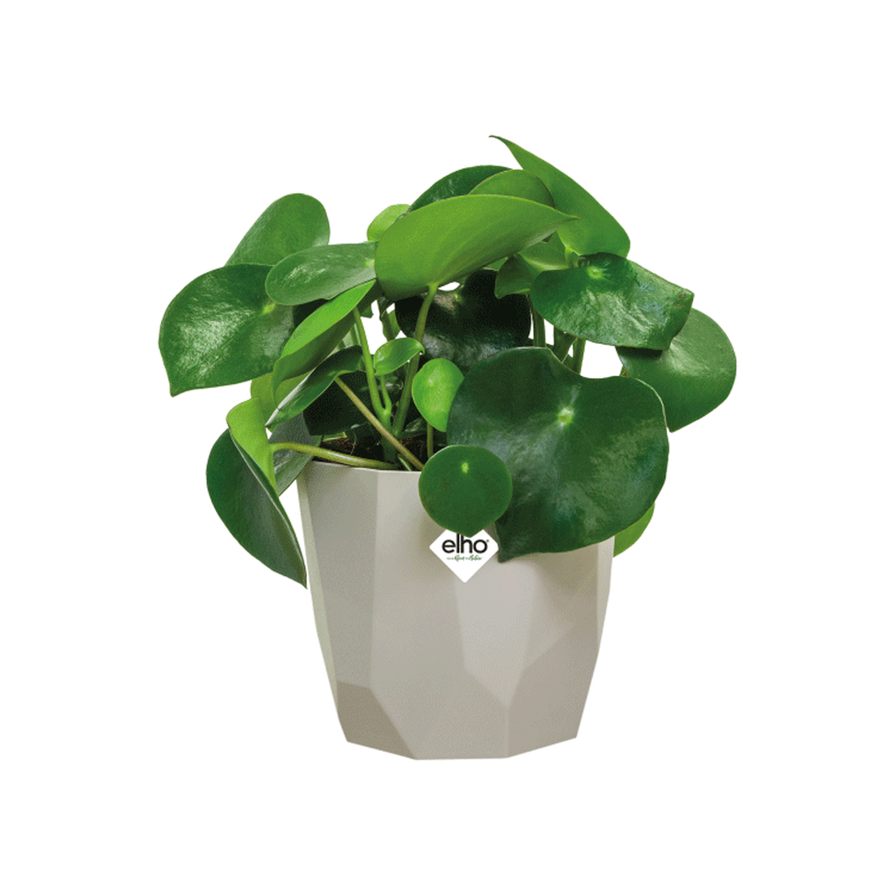 b.for Rock 14cm Indoor Pot Warm Grey | Cornwall Garden Shop | UK