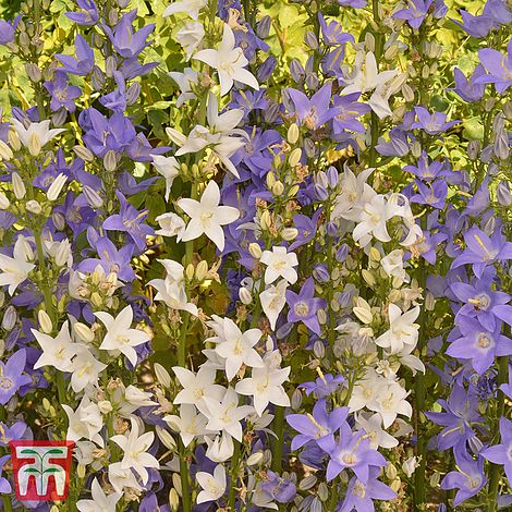 Campanula Pyramidalis Mixed Flower Seeds