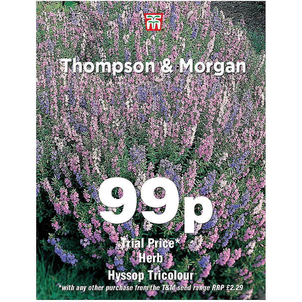 Hyssop Tricolour Herb Seeds