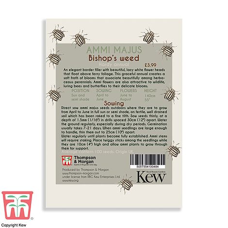 Bishop's Weed (Ammi Majus) Flower Seeds