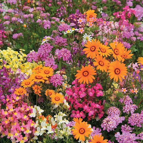 Easy Annuals Fairy Mixed Flower Seeds