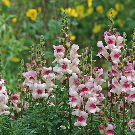 Antirrhinum Lucky Lips Flower Seeds