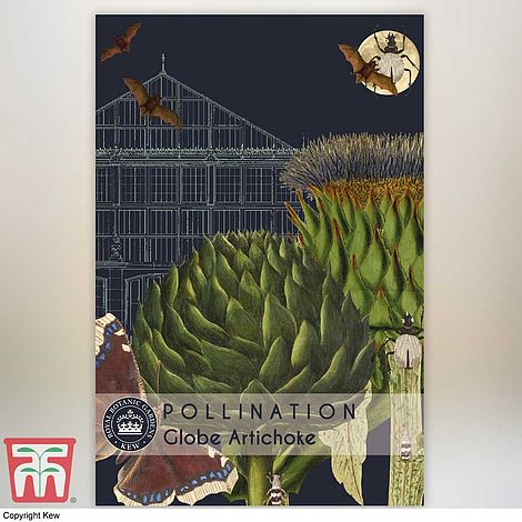 Globe Artichoke Vegetable Seeds