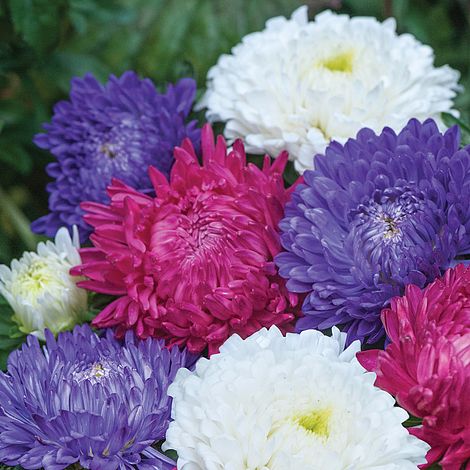 Aster Milady Mixed Flower Seeds