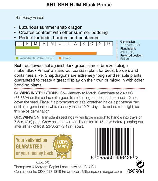 Antirrhinum Black Prince Flower Seeds