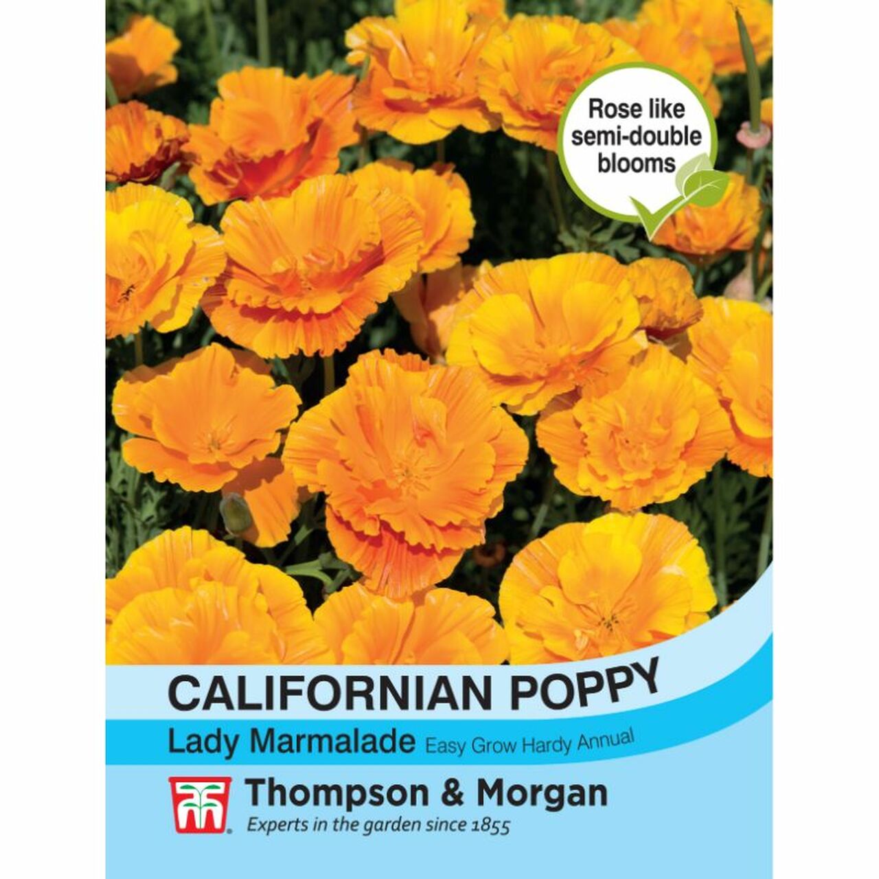 orange marmalade plant seeds Californian Poppy Lady Marmalade Flower Seeds