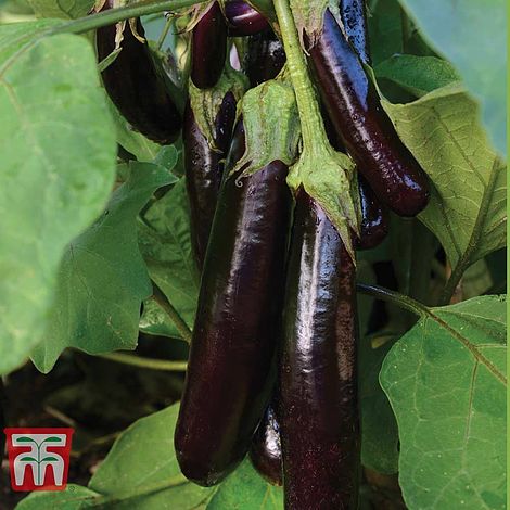 Aubergine Hansel F1 Hybrid Seeds