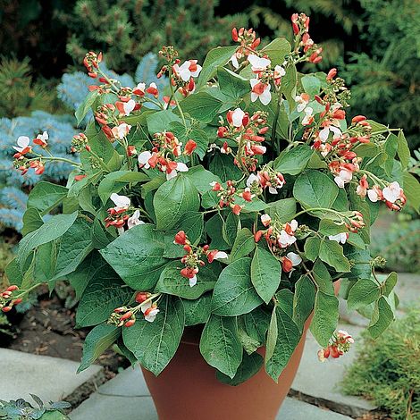 Dwarf Runner Bean Hestia Seeds