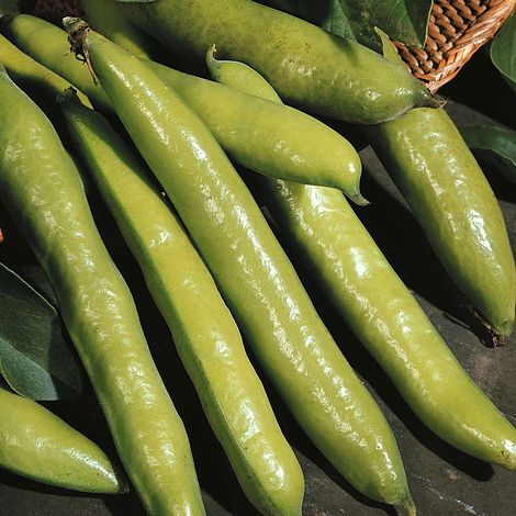 Broad Bean Aquadulce Claudia Seeds
