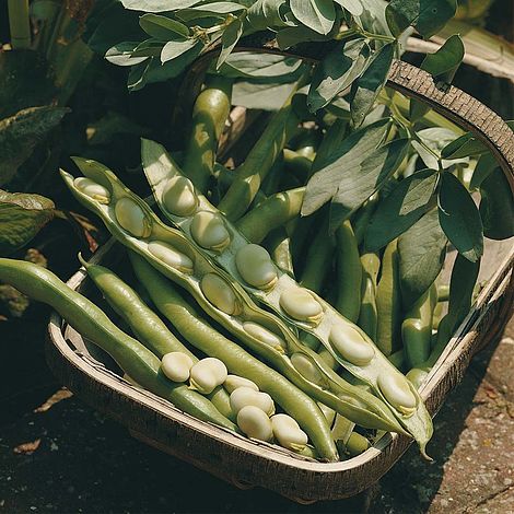 Broad Bean Bunyards Exhibition Seeds