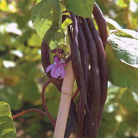 Climbing Bean Blauhilde Seeds