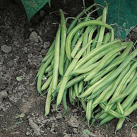 Dwarf Bean Nomad Seeds