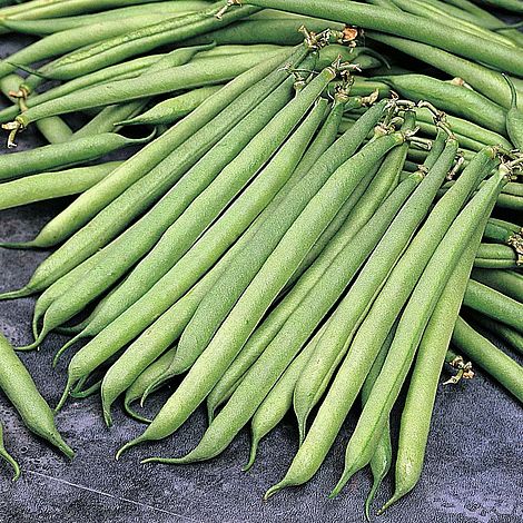 Dwarf Bean Opera Seeds