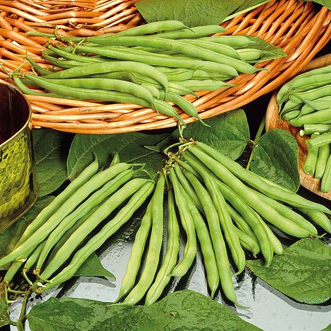 Dwarf Bean Tendergreen Seeds