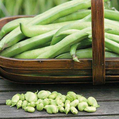 Broad Bean Masterpiece Green Longpod Seeds