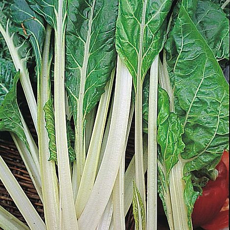Swiss Chard Lucullus Seeds