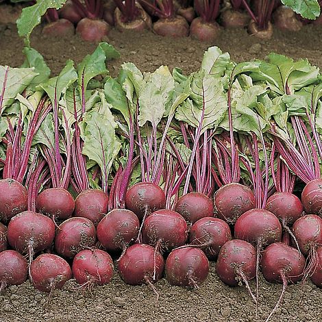 Beet Wodan F1 Hybrid (Globe) Seeds