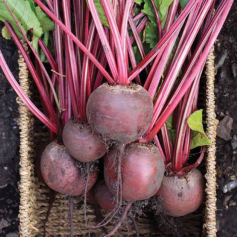 Beetroot Red Ace F1 Hybrid Seeds