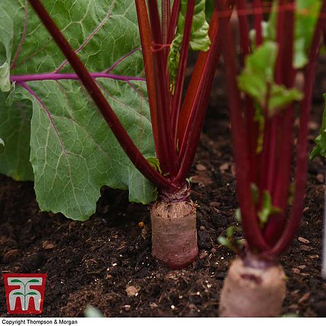 Beetroot Alto F1 Hybrid Seeds