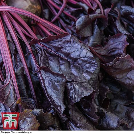 Beetroot Morello Vegetable Seeds
