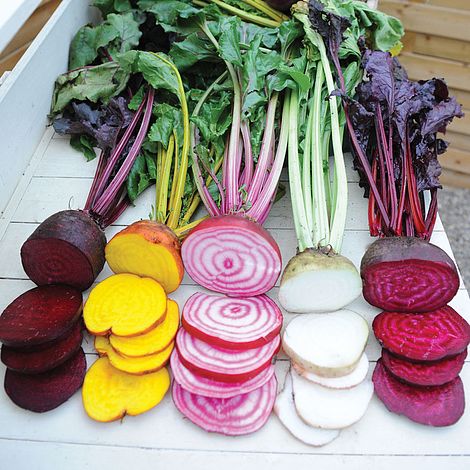 Beetroot Rainbow Beet Seeds