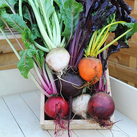 Beetroot Rainbow Beet Seeds