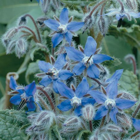 Borage Herb Seeds