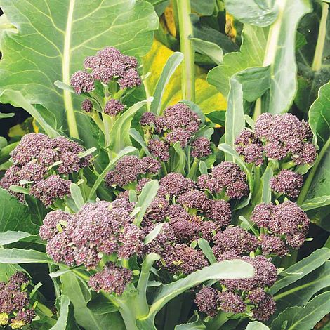 Broccoli Sprouting Summer Purple Seeds