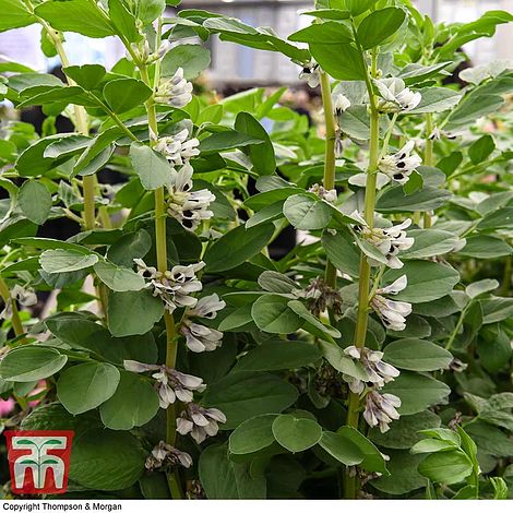 Broad Bean de Monica Seeds
