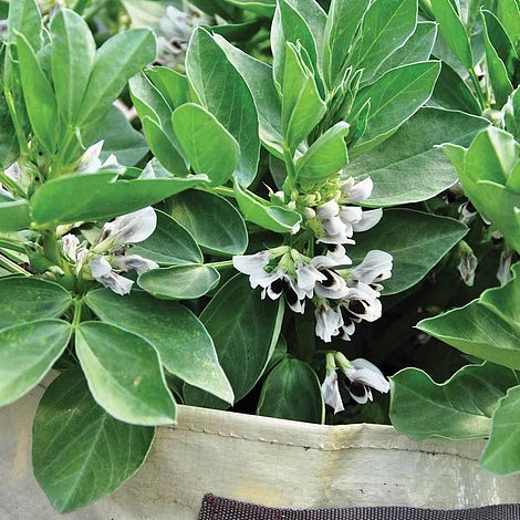 Broad Bean Robin Hood Seeds