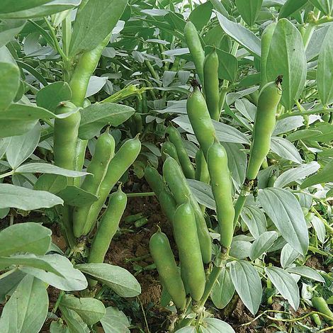 Broad Bean Oscar Seeds