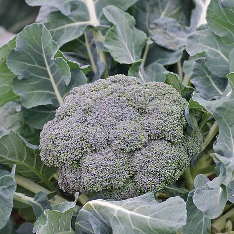 Calabrese Ironman F1 Hybrid Vegetable Seeds